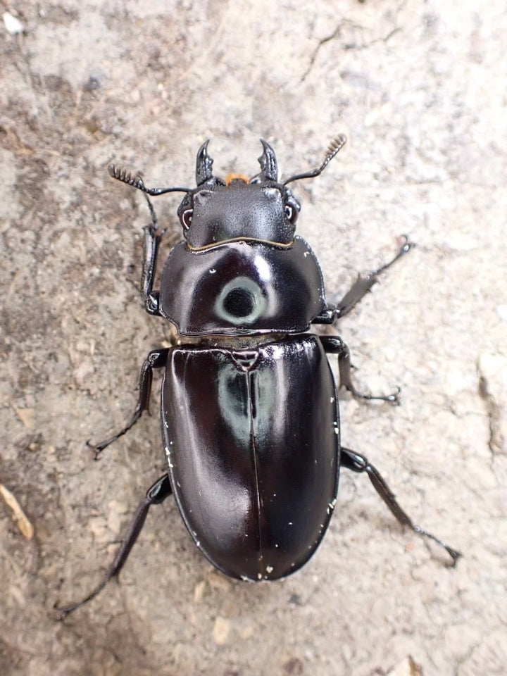 【WD】超貴重種《アドゥンクスフタマタミャンマー北部亜種 39mm ♂♀♀トリオ》