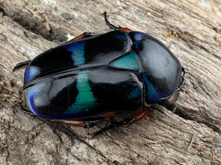 【WD】《ベルシコロールツヤカナブン ロハス産 ♀青系 ペア》