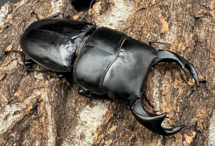 【WD】《ジャワパリーオオクワ 68.5mm ペア》