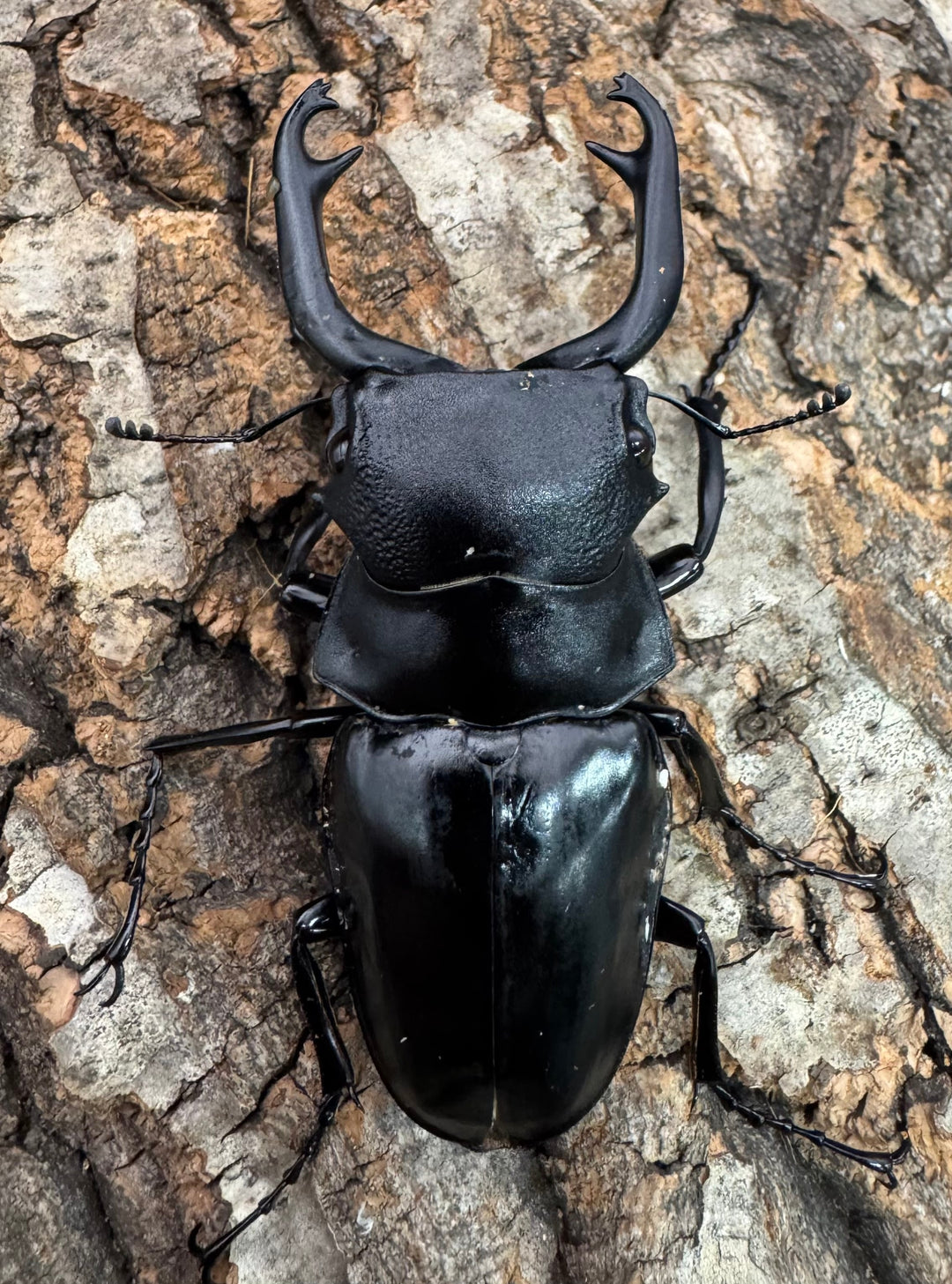 【WD】《スティーブンスツヤクワガタ原名亜種 70mm A’品ペア》