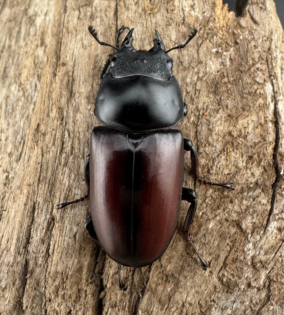 【WD】《ドンキエルコクワ原名亜種 雲南省産 65mm ♂♀♀トリオ》