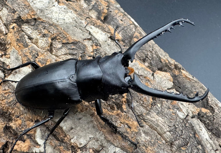 即ブリ《ギラファノコギリ亜種ケイスケ 80mm ペア》