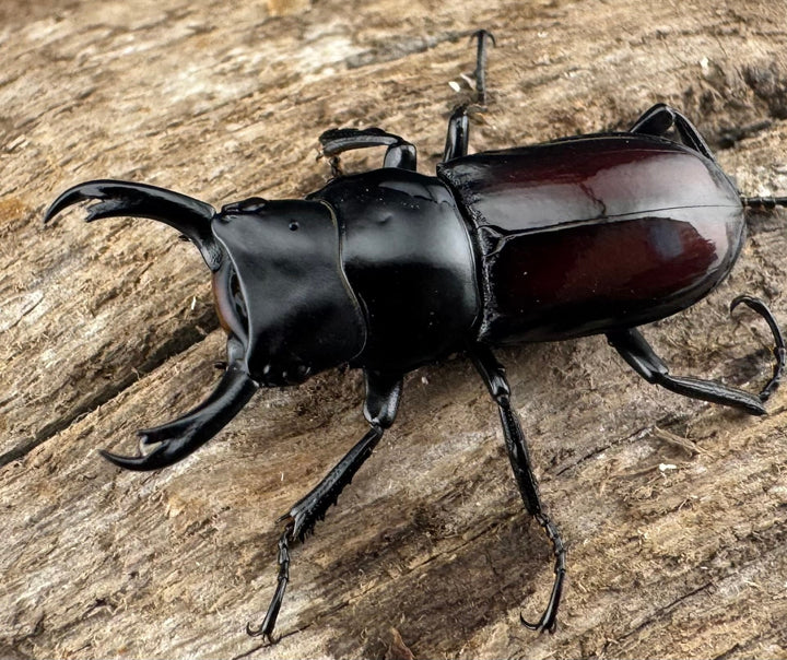 【WF3】《チュチェンセスジクワガタ 24mm ペア》