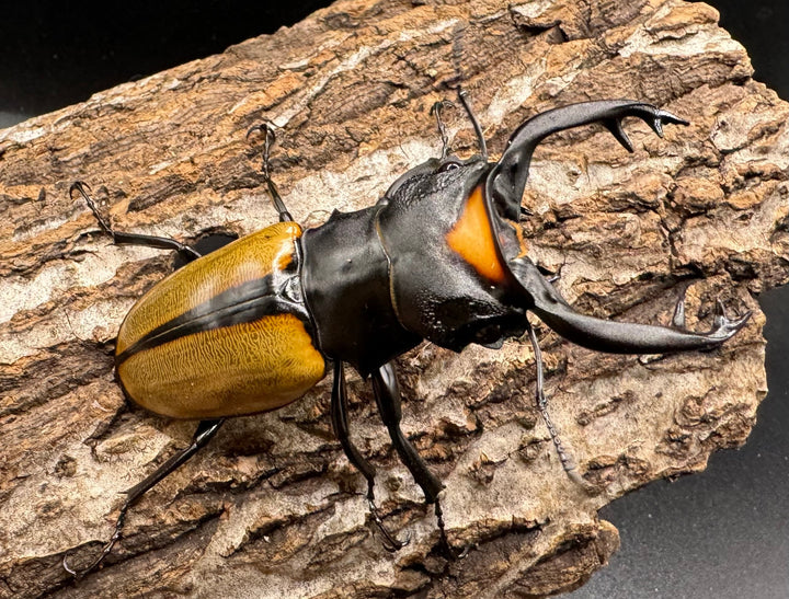 【WD】《ラコダールツヤクワガタ アチェ産 77.5mm ペア》