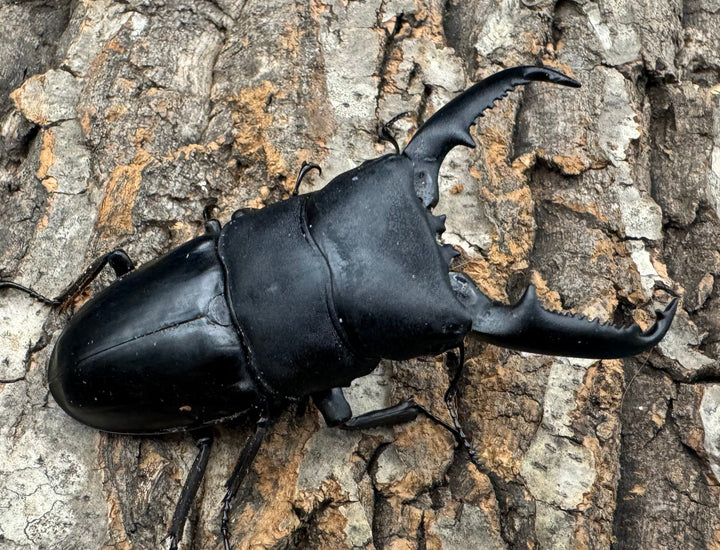 【WD】新産地《パラワンオオヒラタクワガタ ロハス産 90.5mm ペア》