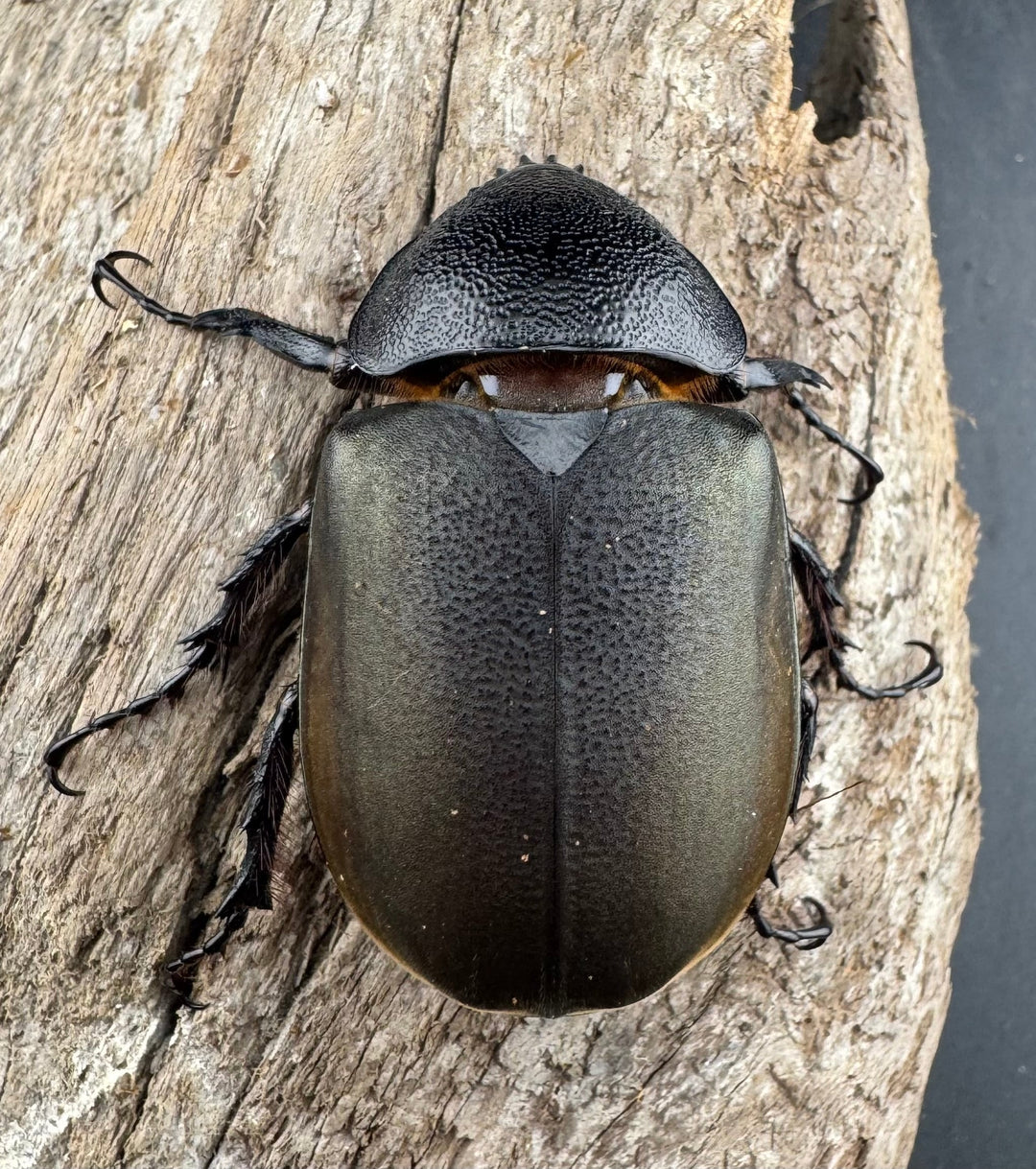 【WD】《ジャワコーカサスオオカブト 103mm ペア》