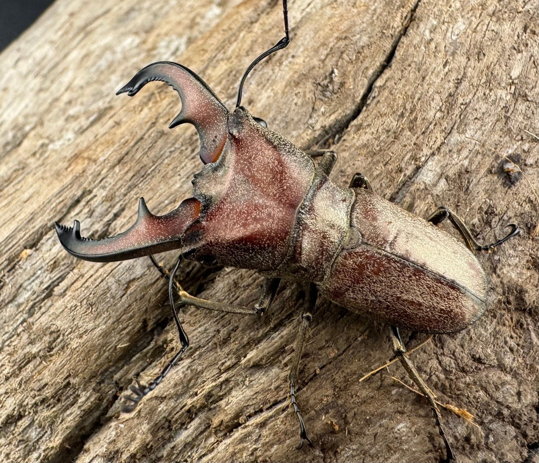 【WD】《スズムラホソアカ ロハス産 40mm ペア》