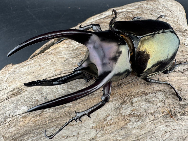 【WD】《アトラスオオカブト スマトラ島産 81mm ペア》