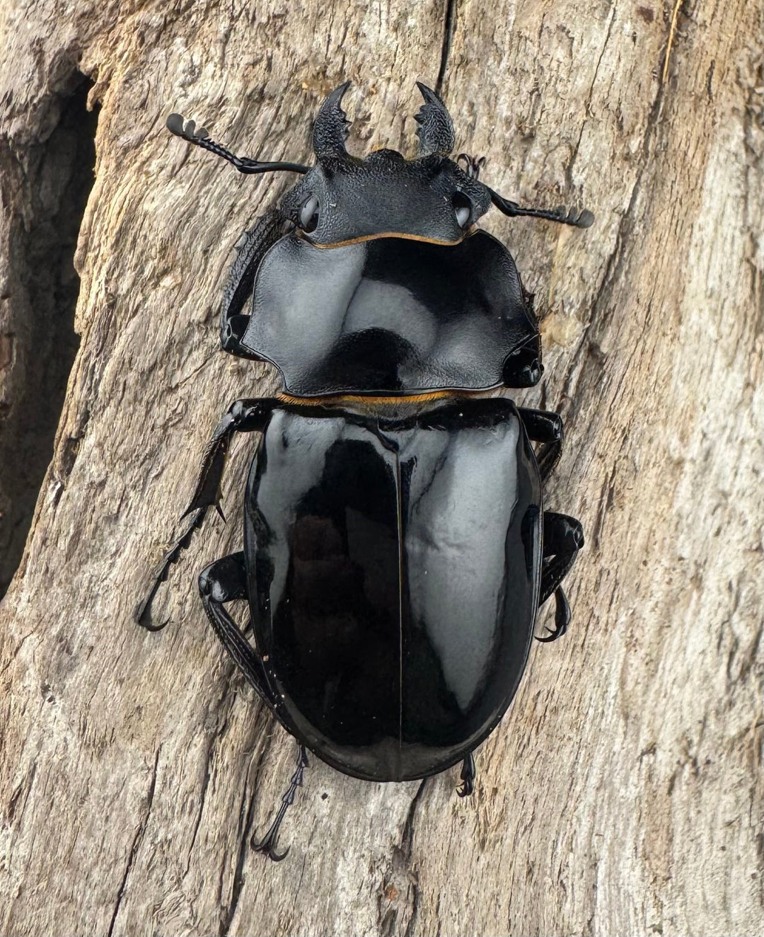 【WD】《ルディカツヤクワガタ 82mm ペア》