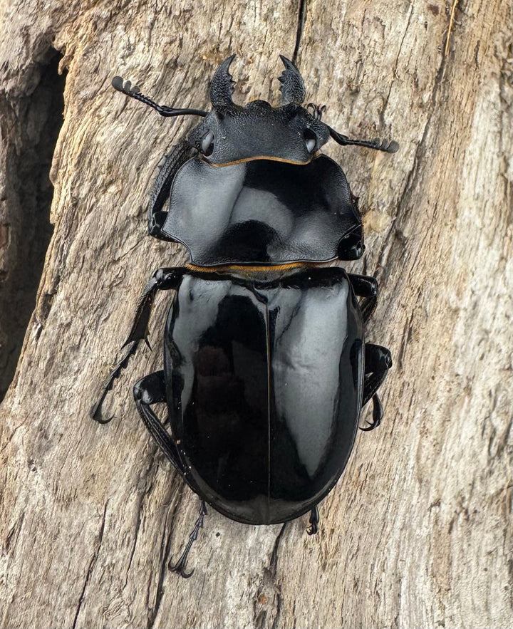 【WD】《ルディカツヤクワガタ 82mm ペア》