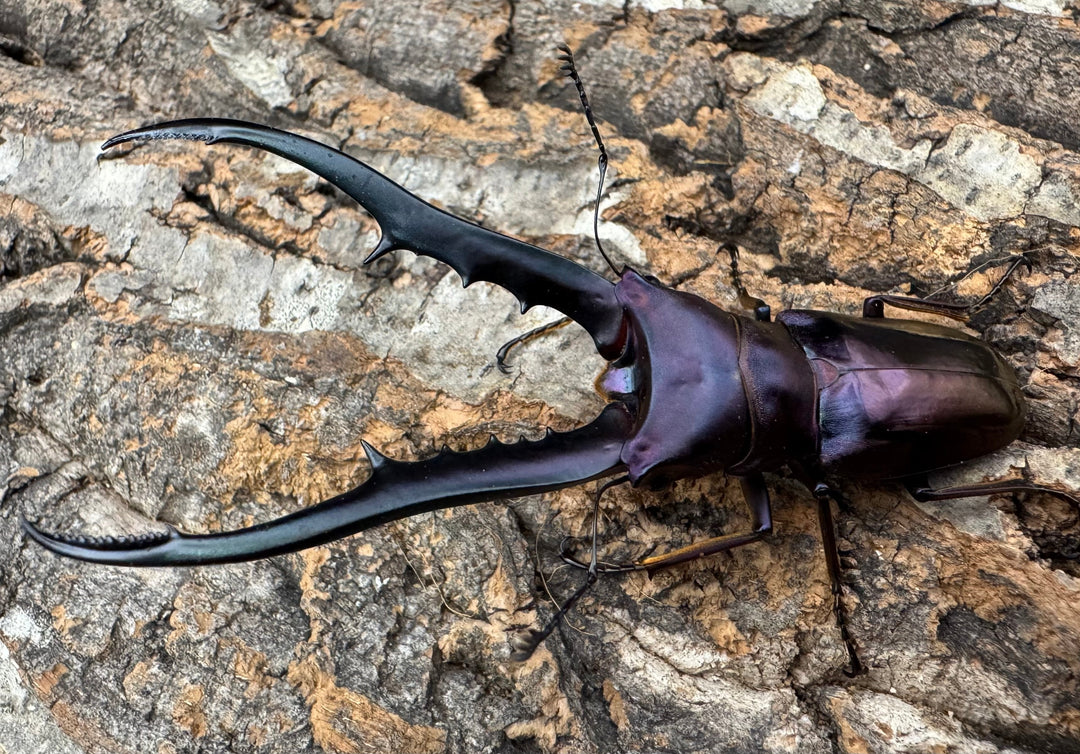 【美麗】《メタリフェルホソアカ 84mm ペア》わたくわ氏ブリード個体