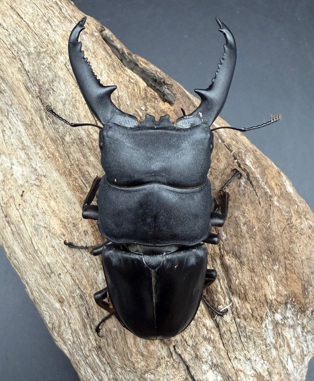 《パラワンオオヒラタクワガタ 90.5mm ♂♀♀トリオA'品》