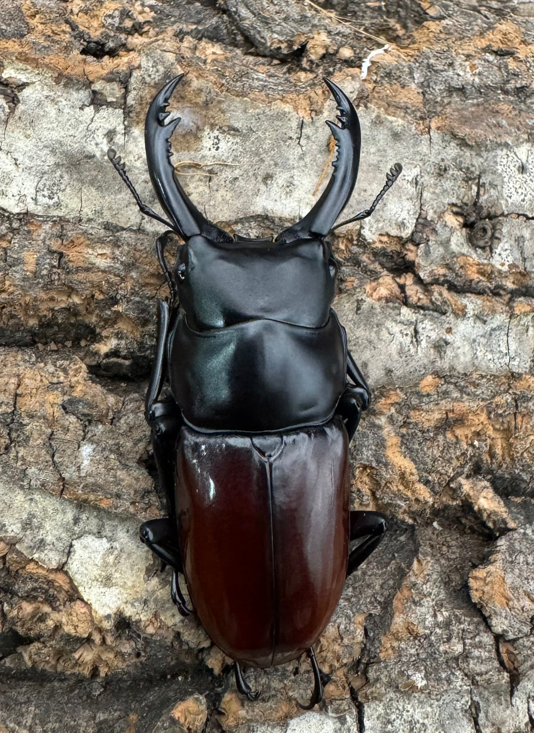 【WF2】《アローコクワ亜種ノブヒロイ 58mm ♂♀♀トリオ》