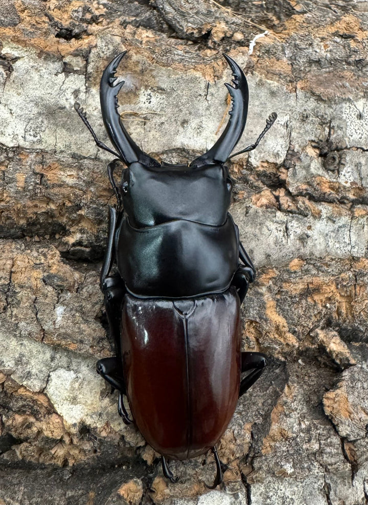 【WF2】《アローコクワ亜種ノブヒロイ 58mm ♂♀♀トリオ》