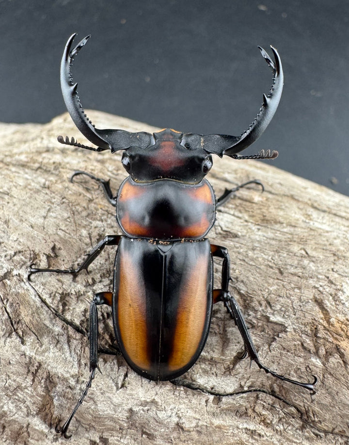 【WD】《スペキオススシカクワガタ 48mm ペア》