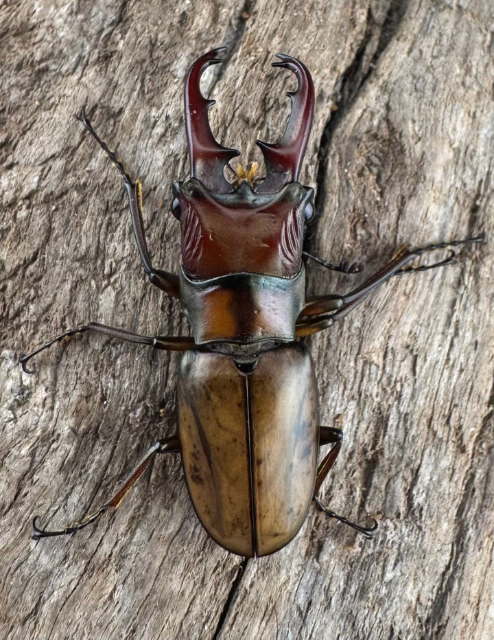 【WD】《アッサムホソアカ原名亜種 30.5mm A'品♂♀♀トリオ》