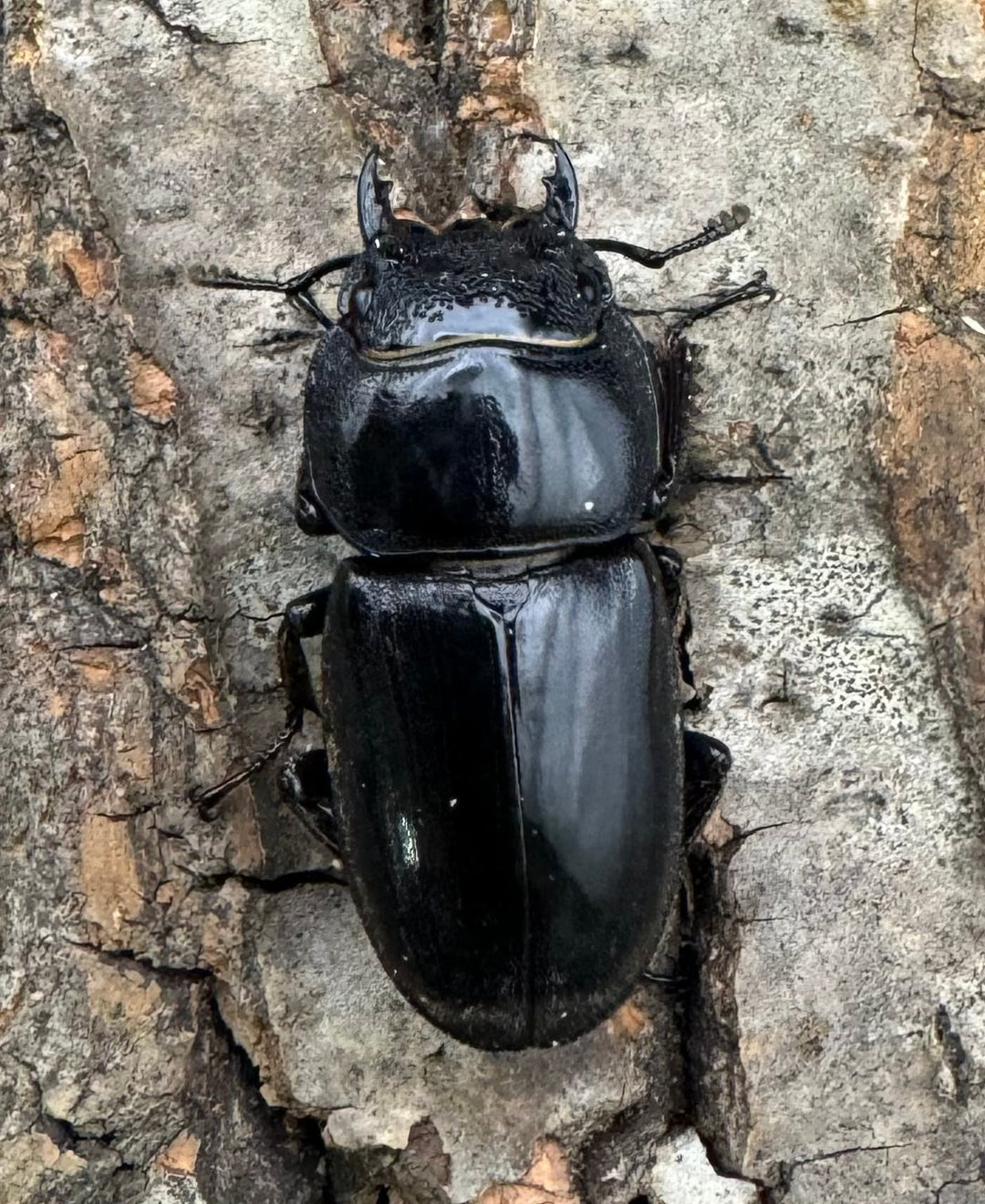 【WD】ショートホーン《スラウェシオオヒラタ 南スラウェシ産 80mm ペア》