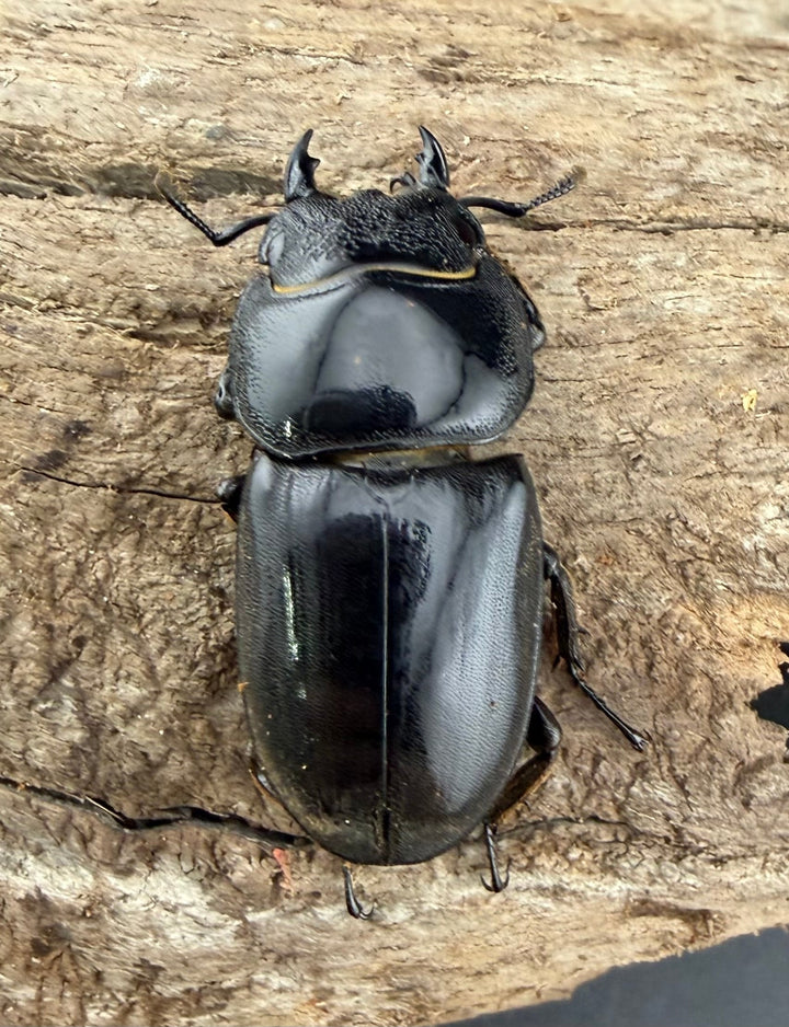 【WD】《スラウェシオオヒラタ 南スラウェシ産 84mm ペア》