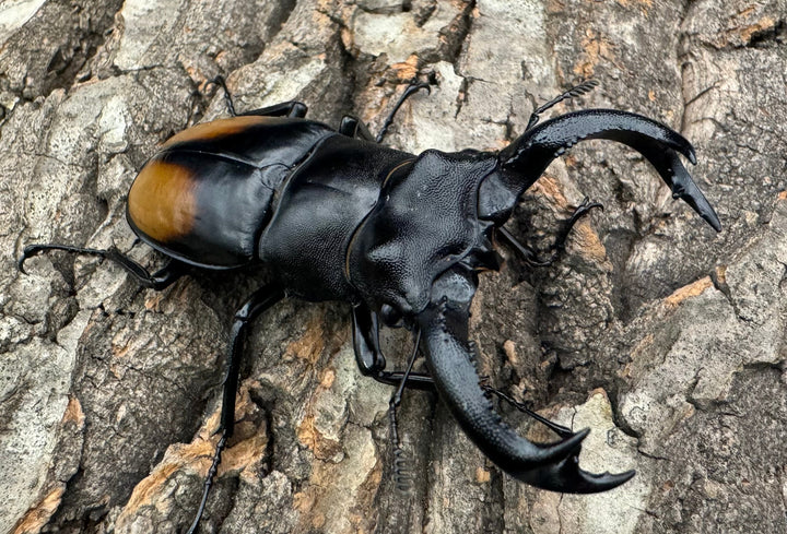 【WD】《セアカフタマタ（パリーフタマタ） 74mm ペア》