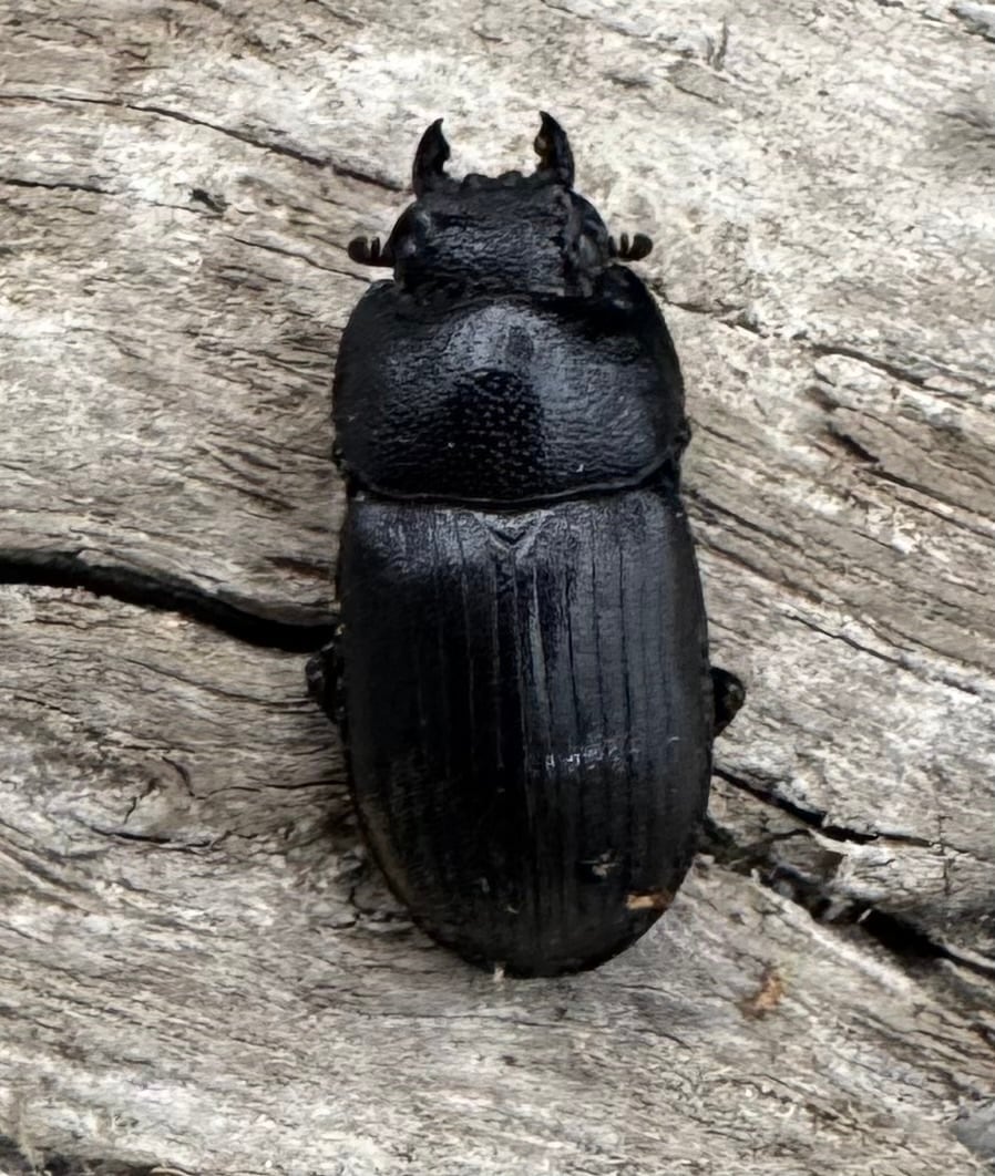 【WD】《ラムリーネブトクワガタ 19mm ペア》