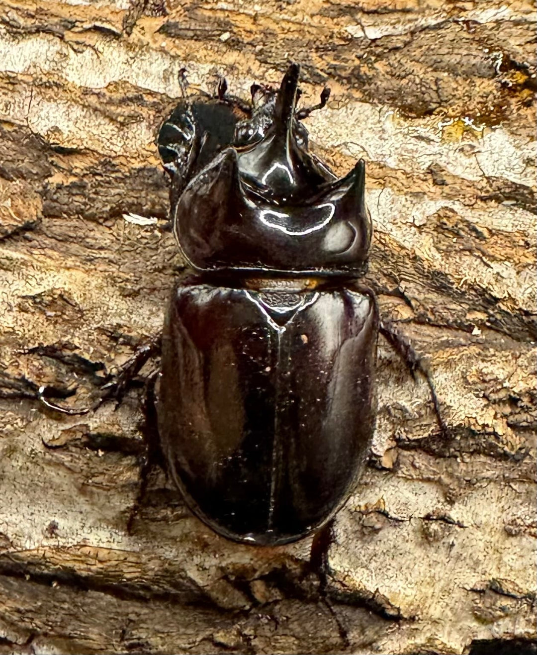 《ロンギチョンペルスミツノカブト Free ペア》