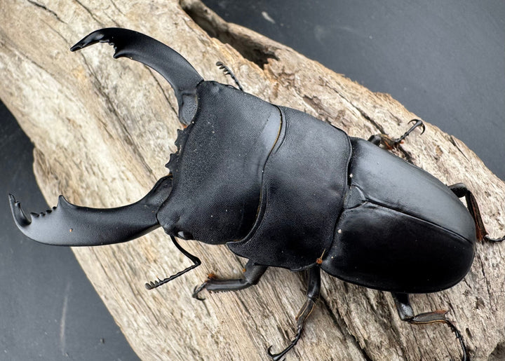 【WD】《西ペレンヒラタ（スラウェシオオヒラタ） 88mm ペア》