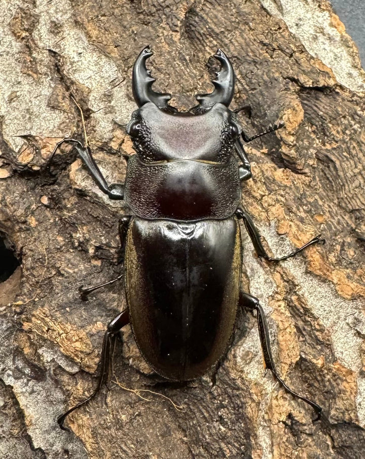 【WD】《ルマウィノコギリ  43mm A'品ペア》