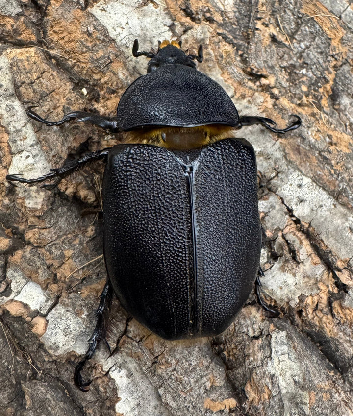 即ブリ《サタンオオカブト 83mm A'品ペア》