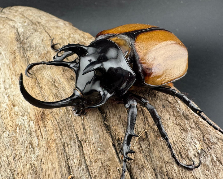 【WD】《ゴホンツノカブト原名亜種 ラオス産 75.5mm ペア》