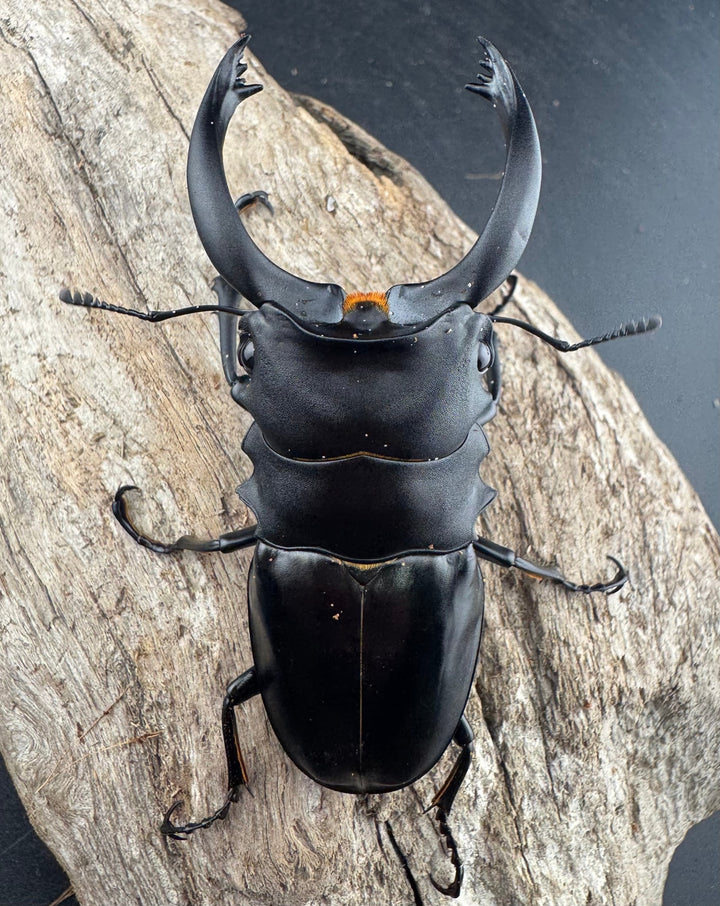 【WD】《アルケスツヤクワガタ ボアク島産 84mm ペア》