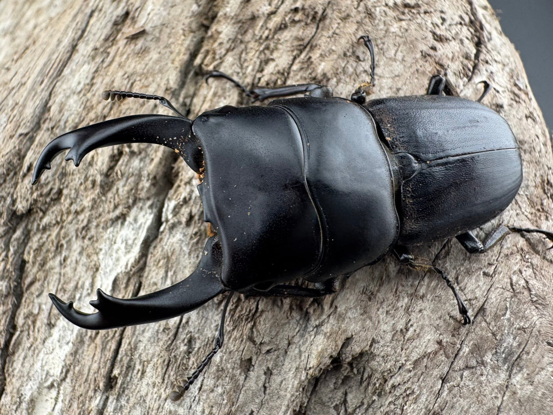 【WD】《ハンステインヒラタ原名亜種 50mm ペア》