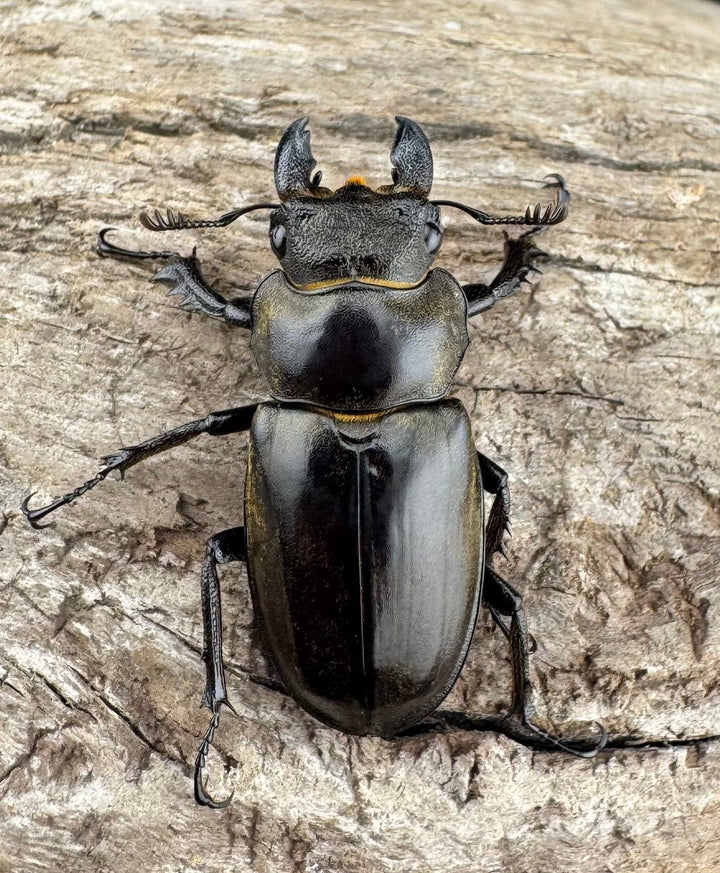 【WD】《ノビリスミヤマ 61mm ペア》