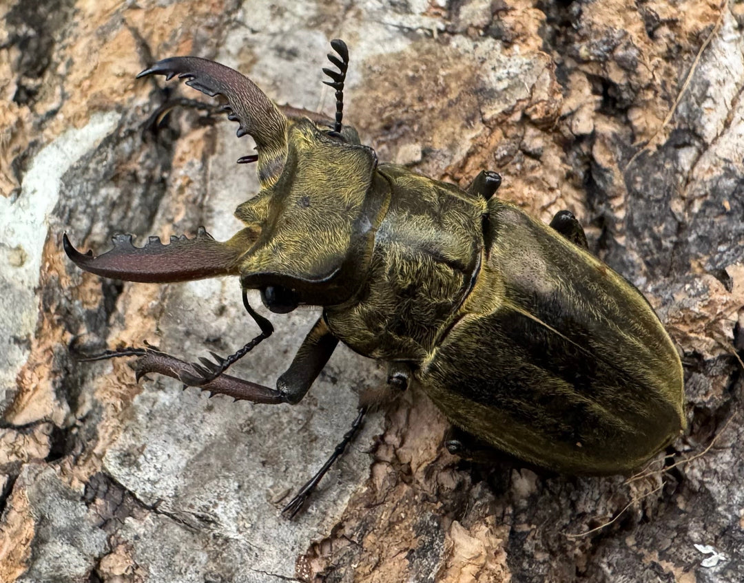 《メアレーミヤマ 35mm ペア》