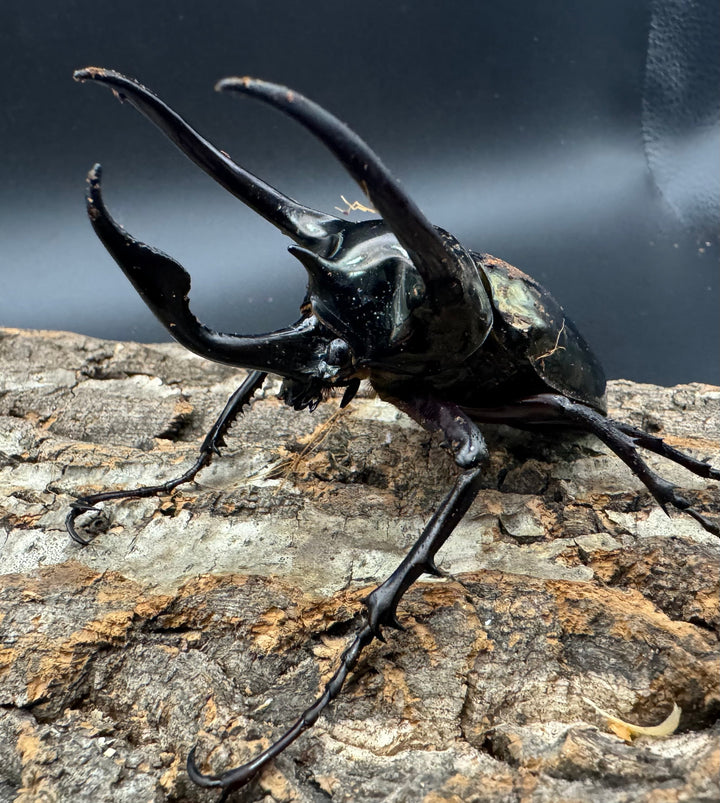 【WD】《ミンダナオアトラスオオカブト 94mm ♂単》