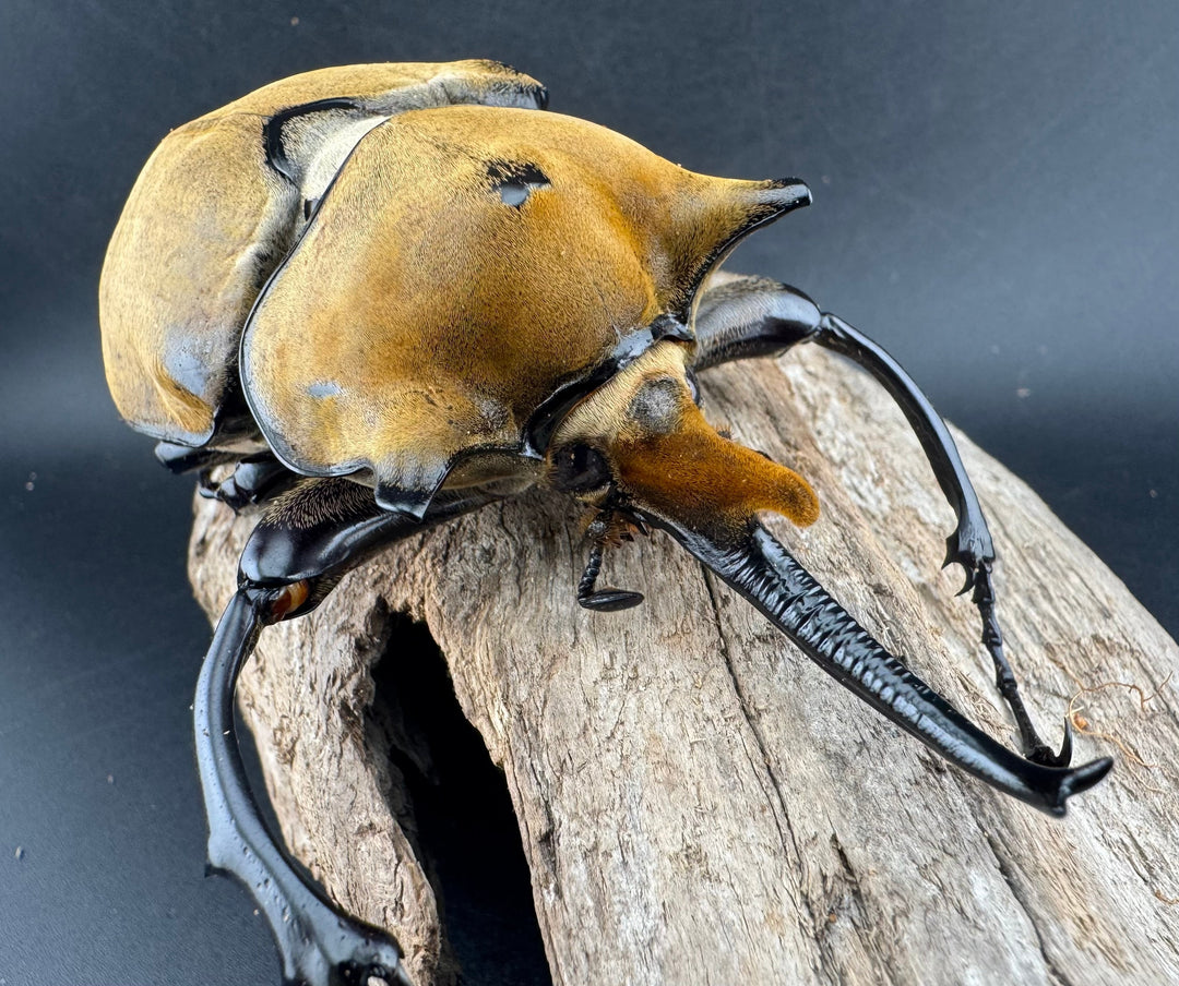 即ブリ《エレファスゾウカブト 114mm B品ペア》