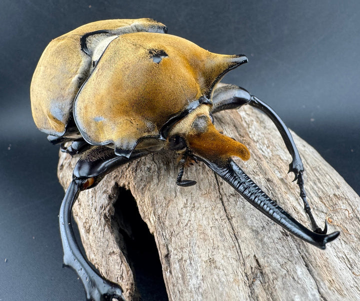 即ブリ《エレファスゾウカブト 114mm B品ペア》