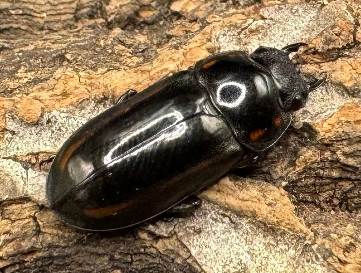 【WF1】《フルボノタトゥスコクワ 32mm ペア》