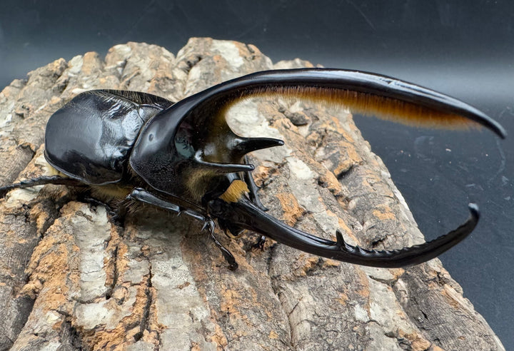 《ネプチューンオオカブト 132mm ペア》