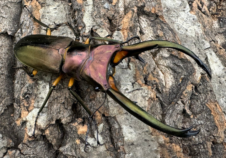 【WD】《エラフスホソアカクワガタ 88.5mm ペア》