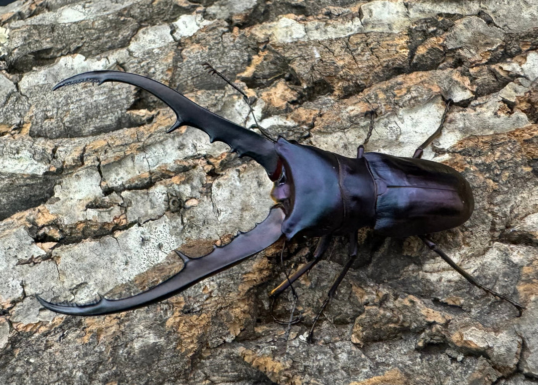 【美麗】即ブリ《メタリフェルホソアカ 77mm ペア》わたくわ氏ブリード個体