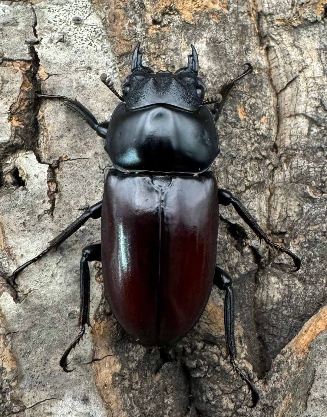 《アローコクワ亜種ノブヒロイ 57mm ペア》②