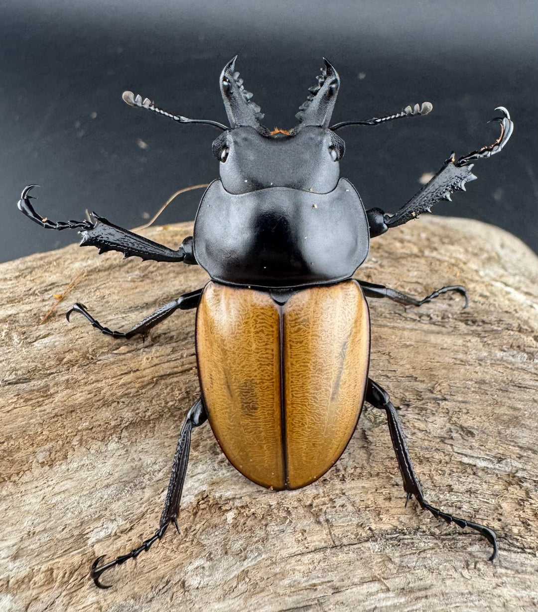 【WD】《ニティドゥスマルバネ亜種lemeei 広西壮族産 49mm ペア》①