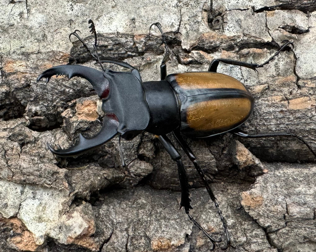 【WD】《パリーミヤマクワガタ 40mm ペア》