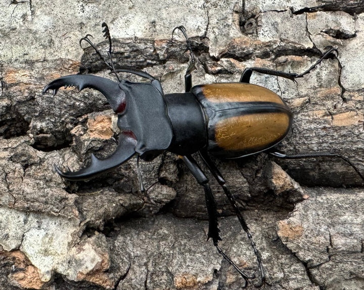 【WD】《パリーミヤマクワガタ 40mm ペア》