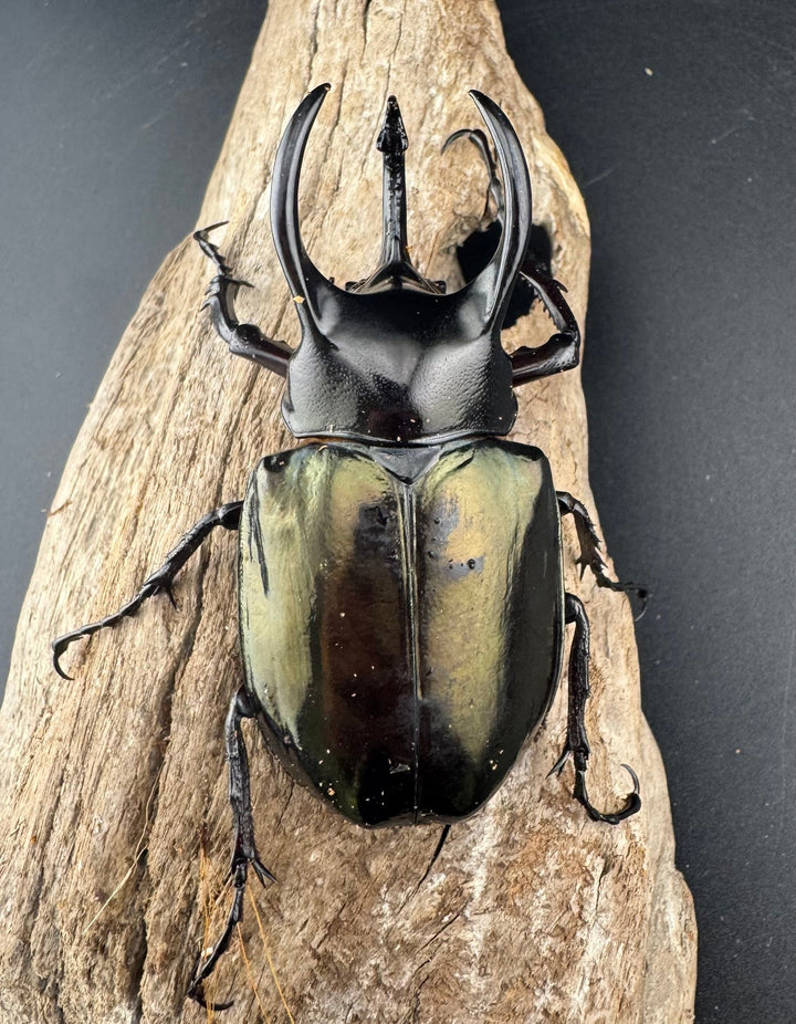 【WD】《アトラスオオカブト亜種マンテツ ラオス産 86mm ペア》