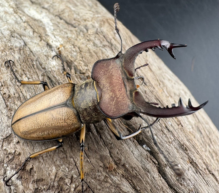 【WD】《デラバイミヤマクワガタ 43.5mm ペア》