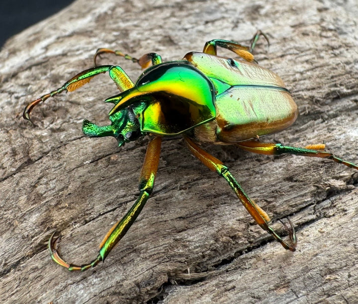 【WD】《モーニッケヒメカブトハナムグリ イフガオ産 Free ペア》②