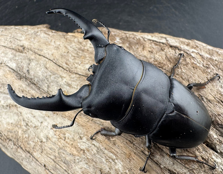 【WD】《ベトナムヒラタ 海南省産 71mm ペア》