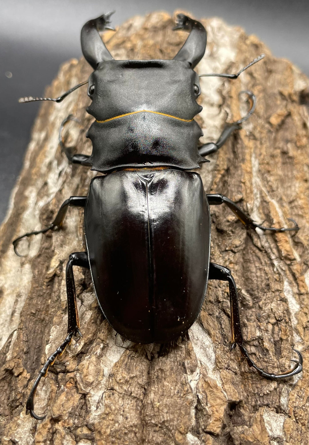 【WD】超大型大歯《アルケスツヤクワガタ 96mm ペア》