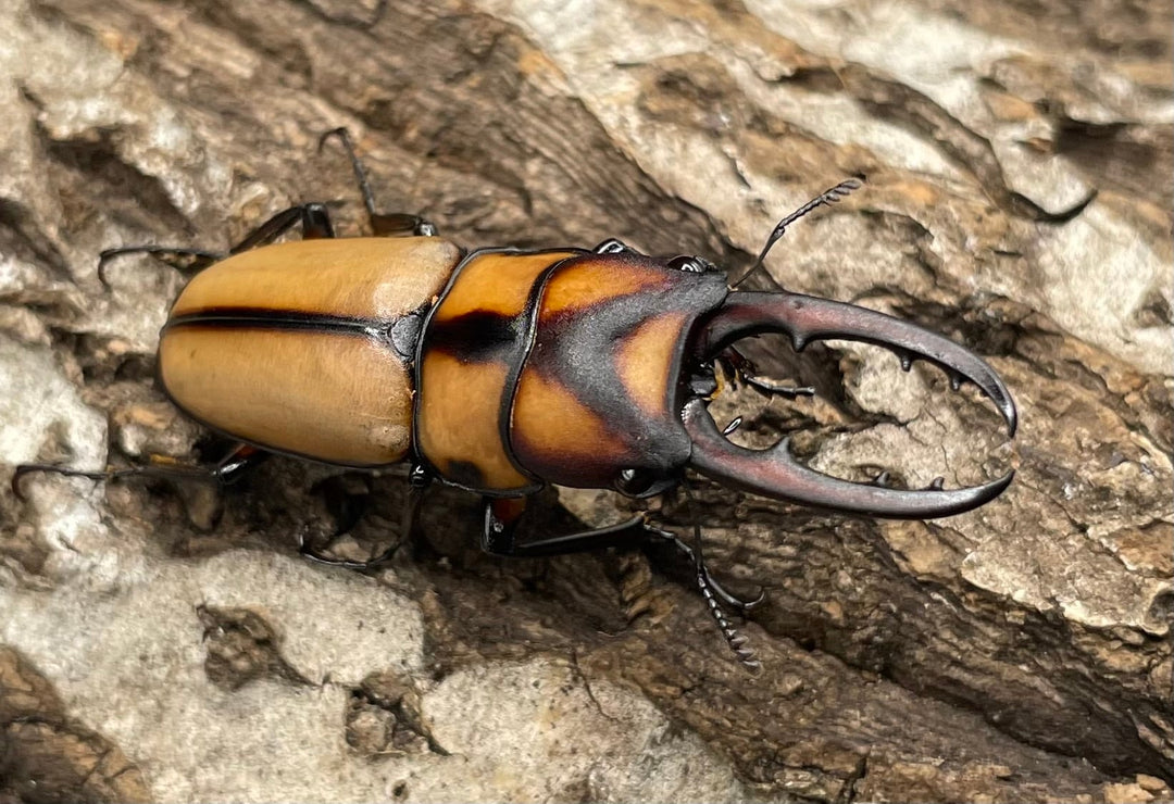 【WD】《スツラリスノコギリクワガタ 40mm ♂♀♀トリオ》